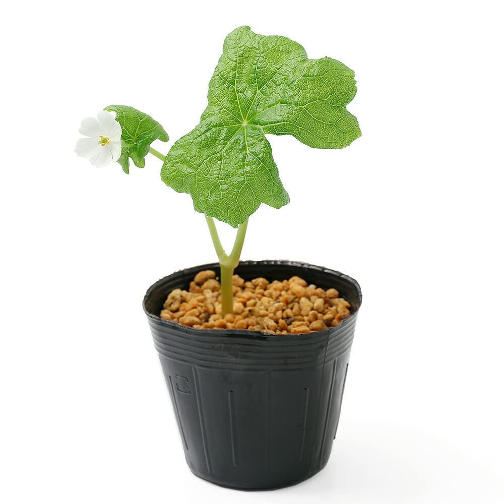 Amazon.co.jp: （山野草）サンカヨウ（山荷葉） 3号（1ポット